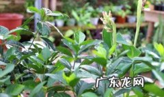 栀子花不开花掉花苞 栀子花不开花掉花苞吗