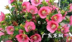 小木槿夏季养护 小木槿四季养护方法