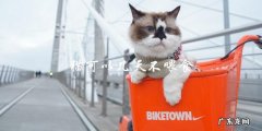 猫咪可以连续几天不喂食？