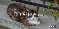 如何正确喂养5个月大的幼猫？