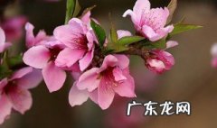 桃花的功效与作用 桃花的功效与作用的功能与主治