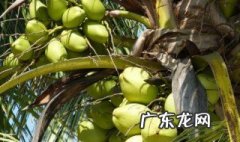 椰子怎么吃 椰子怎么吃视频
