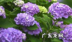 绣球叶子边缘干枯焦了能缓过来吗 绣球叶子边缘干枯焦了