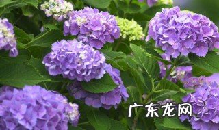 绣球叶子边缘干枯焦了能缓过来吗 绣球叶子边缘干枯焦了