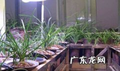 兰花室内养还是室外养 兰花适合室内养吗