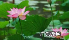 写荷花的诗句 写荷花的诗句有哪些