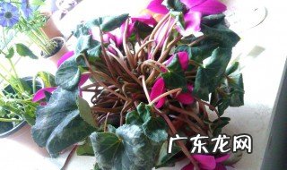 仙客来喜欢阳光吗 仙客来喜欢阳光么