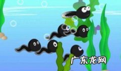 蝌蚪吃什么 蝌蚪吃什么长大