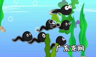 蝌蚪吃什么 蝌蚪吃什么长大