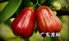 莲雾的吃法 莲雾的吃法和营养价值