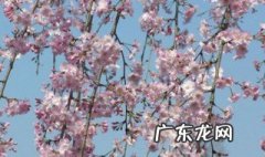 樱花的花语 樱花的花语文案