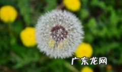 蒲公英什么时候采最好了 蒲公英什么时候采最好
