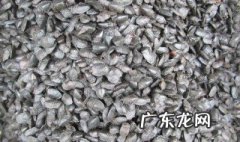 九香虫的功效与作用及禁忌是什么 九香虫的功效与作用
