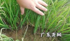 大葱苗可以怎么做好吃 大葱苗可以怎么做好吃的