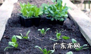 草木灰的主要成分 草木灰的主要成分是碱吗