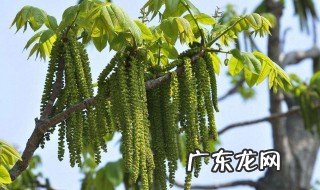 核桃花的功效与作用 核桃花的功效与作用及禁忌
