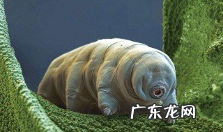 哪种生物的生命力更强大 哪种生物的生命力更强