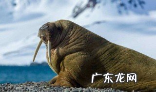哪种动物是海洋中的瞌睡大王?今天蚂蚁庄园课堂答案 哪种动物是海洋中的瞌睡大王