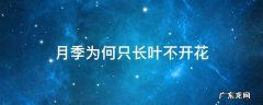月季为何只长叶不开花 月季不长新叶也不开花