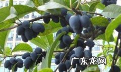 桂花树接的果能不能种植 果能种植 桂花树接的果能不能种植