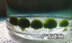 海藻球怎么繁殖 海藻球怎么繁殖视频