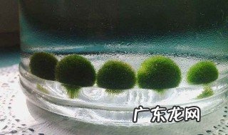 海藻球怎么繁殖 海藻球怎么繁殖视频