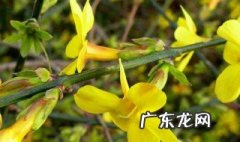 水培迎春花方法和注意事项 如何水培与养护迎春花