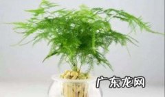文竹的常见病害及解决方法 文竹的病害有哪些