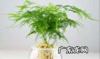 文竹的常见病害及解决方法 文竹的病害有哪些