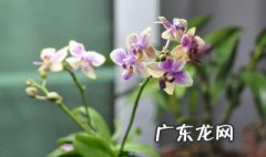 水苔养花需要怎么处理 水苔怎么养花