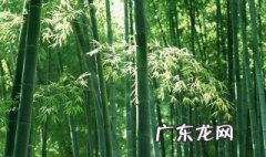 竹子一年可以长多少节 竹子一年可以长多少节叶