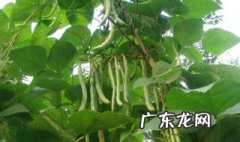 四季豆只开花不结果怎么回事 请问四季豆只开花不结果是什么原因