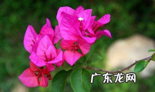 移植三角梅多久开始发芽 移植的三角梅怎么浇水