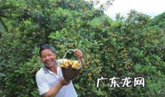 门口为什么不能种枇杷树 为啥门口不能种枇杷树