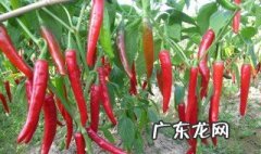 让辣椒多坐果的配方 辣椒最忌施什么肥料