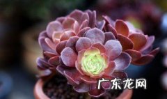 枯死盆景复活的方法图片 枯死盆景复活的方法