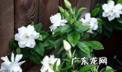虞美人喜欢什么土 虞美人喜欢什么土壤