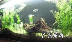什么季节养鱼最合适 什么季节养鱼最合适呢