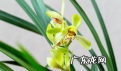 兰花从根部变黄是怎么回事 兰花从根部变黄是怎么回事儿