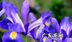 农村最贵的药材800一斤 龙胆草的种植方法