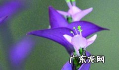 紫竹兰能水养吗有毒吗 紫竹兰能水养吗