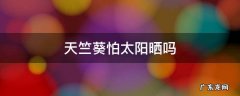 天竺葵怕太阳晒吗 天竺葵要晒太阳吗