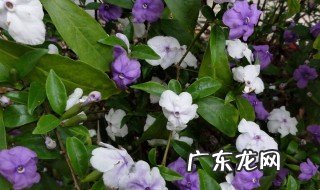 双色茉莉几月扦插 双色茉莉几月扦插好