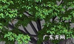 榕树枝可以扦插吗 榕树枝干能扦插成活吗