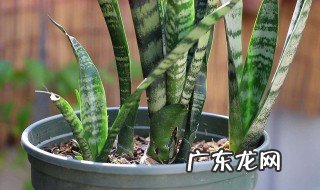 虎尾兰的生长环境和温度 虎尾兰的生长环境