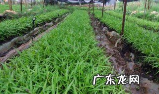 白芨技术种植 白芨技术种植视频