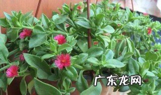 牡丹吊兰烂根怎么办 牡丹吊兰烂根最好的处理方法