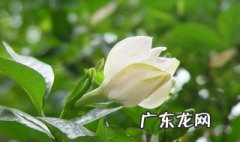 栀子花什么时候种 栀子花什么时候种植