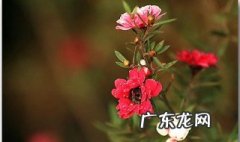 松红梅什么时候开花好养吗 松红梅什么时候开花
