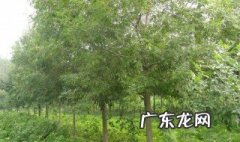 杨树和柳树有什么区别 杨树和柳树的区别